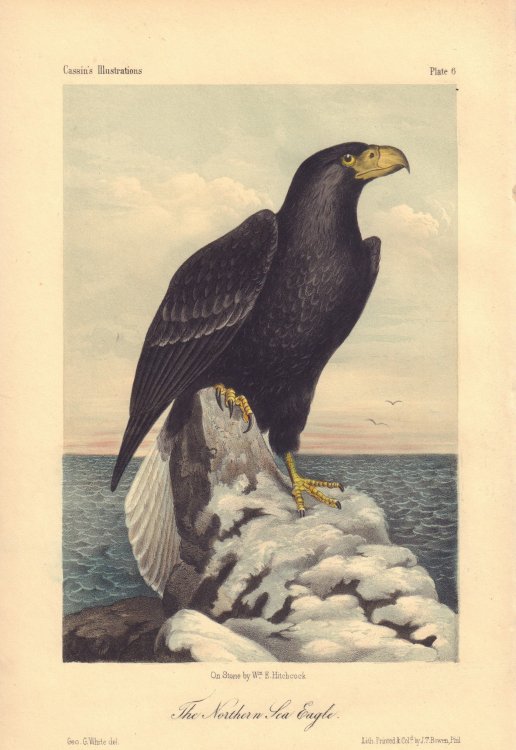 The Northern Sea Eagle: Halialus pelagicus