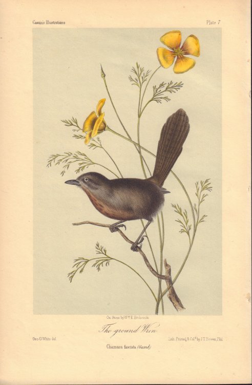 The grounded Wren: Chamaea fasciata