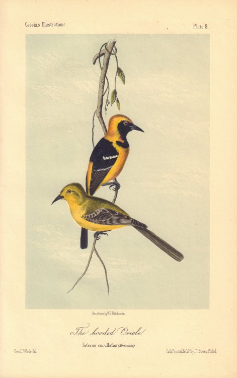 The hooded Oriole: Ieterus cucullatus