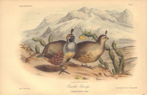 Gambels Patridge: Callipepla Gambelii