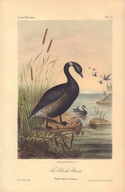 The Black Brant: Bernicla nigricans