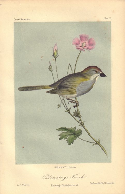 Blanding's Finch: Ernbernagra Blandingiana