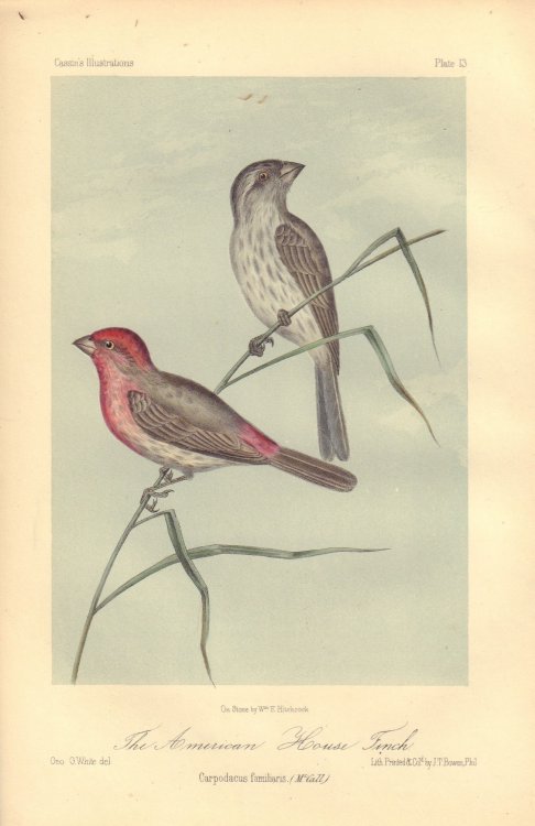 The American House Finch: Carpodacus familiaria.