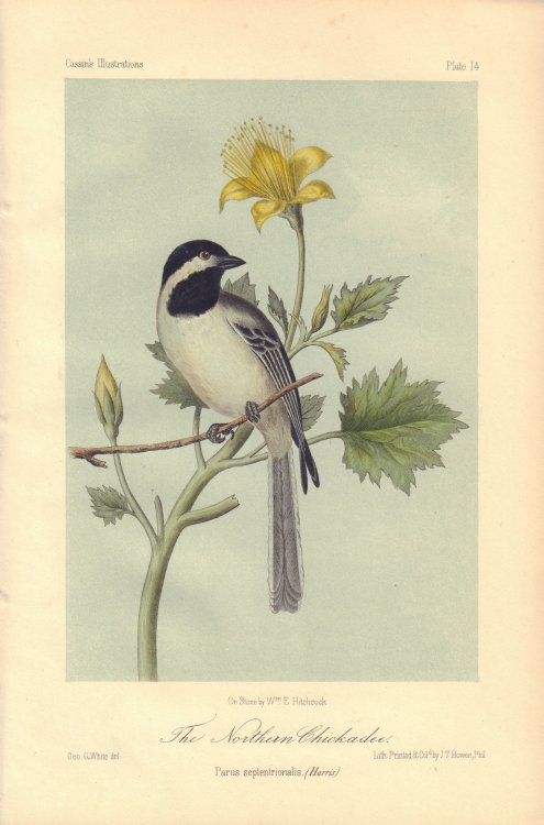 The Northern Chickadee: Parus septentrionalis
