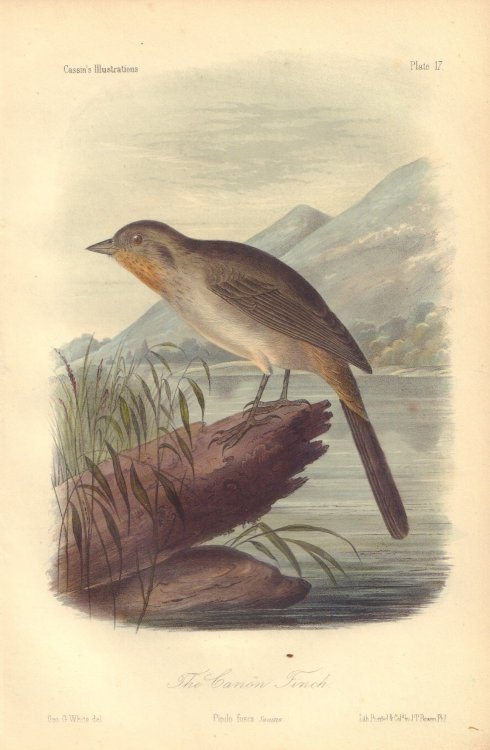 The Canon Finch: Papilo fusca Plate 17 in Illustrations of the Birds of California, Texas, Oregon, British and Russian America.