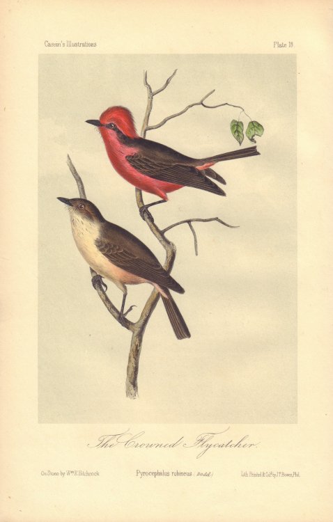 The Grounded Flycatcher: Pyrocephalus rubineus