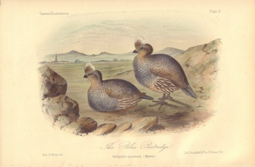 The Blue Partridge: Callipepla squamata