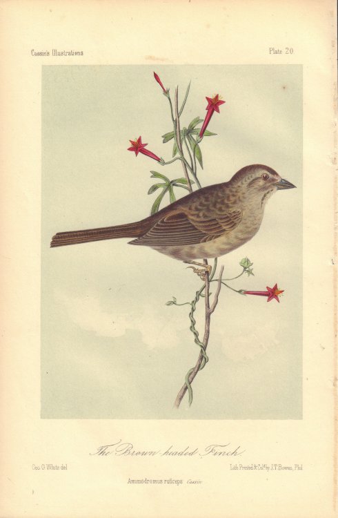 The Brown-headed Finch: Ammodromus ruficeps