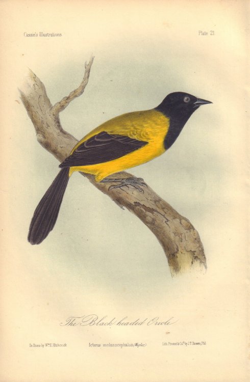 The Black-headed Oriole: Icterus melanocephalus