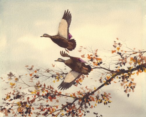 Ducks in Flight