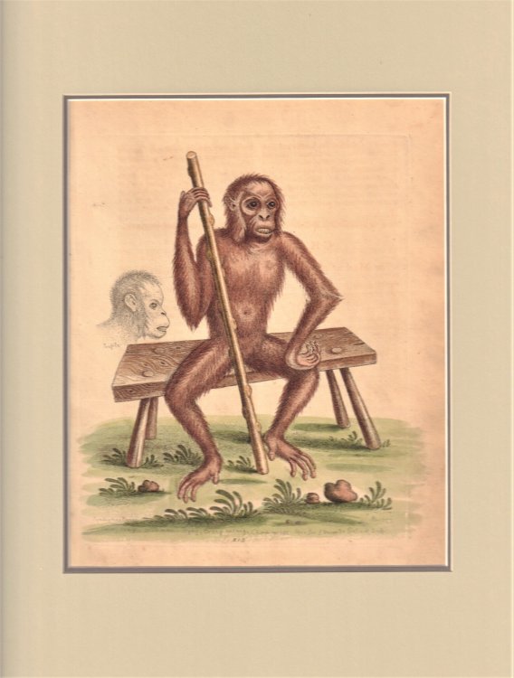 Synonymous Names. The Satier, Savage, Wild-man, Pigmy, Orang-autang, Chimp-anzee & c. Geo. Edwards Delin. et Sculp