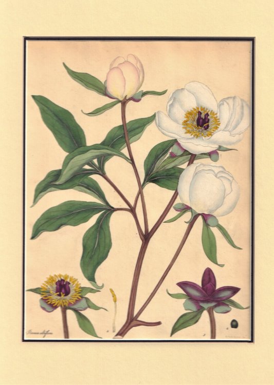 Paeonia Albiflora -- Plate LXIV of The botanist's repository, for new and rare plants: containing coloured figures of such plants, as have not hitherto appeared in any similar publication ; with all their essential characters, botanically arranged, after the sexual system of the celebrated Linnaeus 
