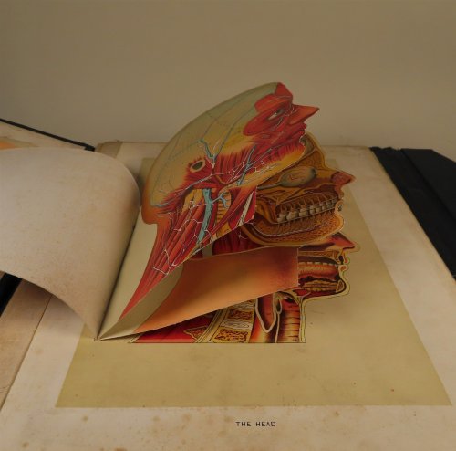Embalmers' Anatomical Aid