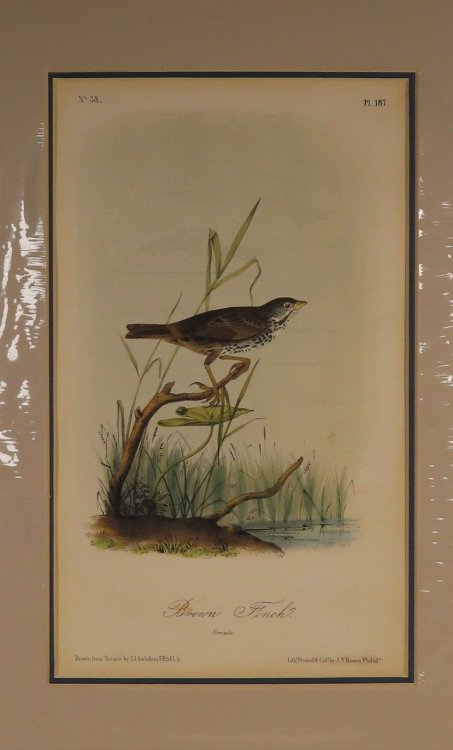 Brown Finch No. 33, PI.187