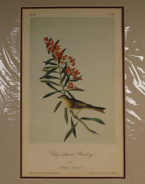 Clay-Coloured Bunting No.33 , PI. 161
