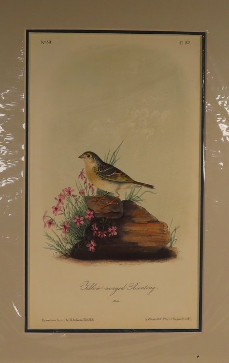 Yellow-winged Bunting No. 33, PI. 162