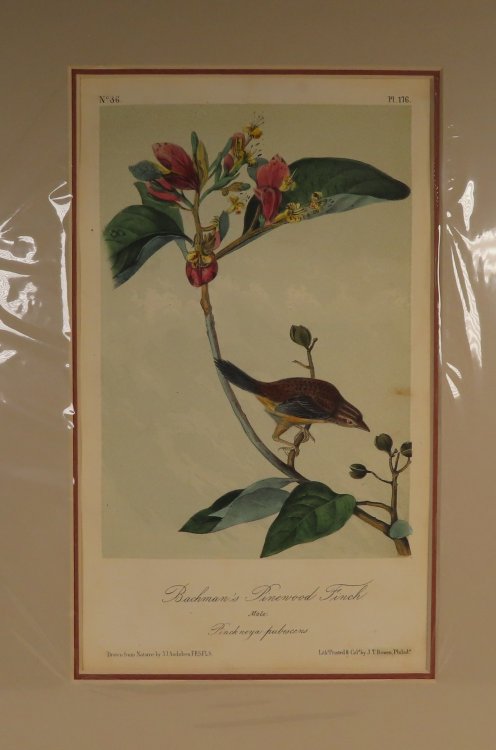 Bachman's Pinewood Finch No. 36, PI.176