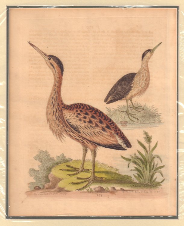 The Little Bittern from Alleppo