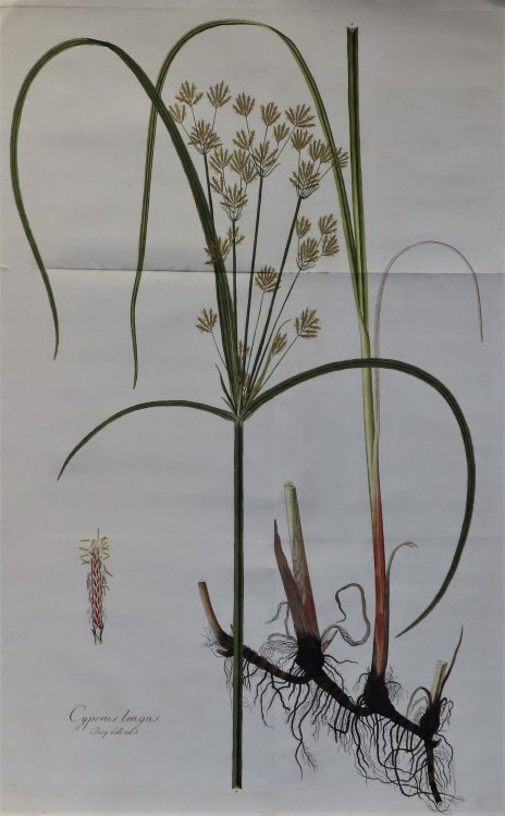 Cyperus longus