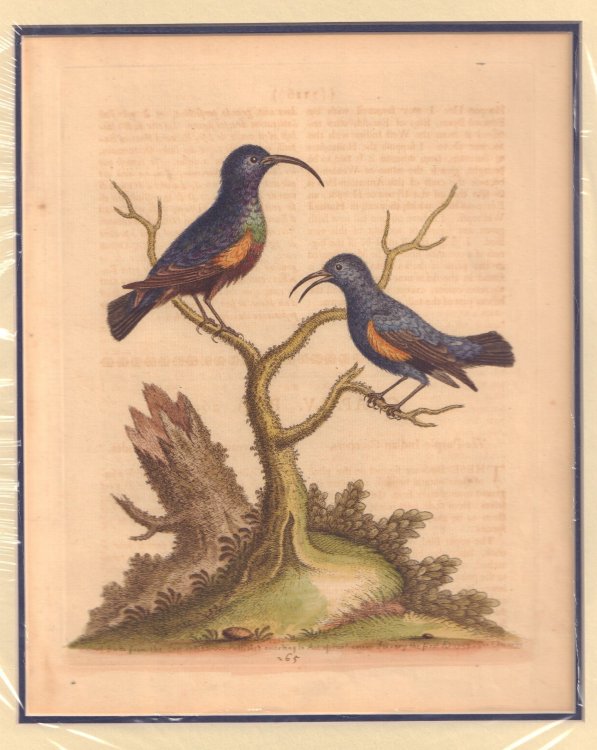 Small Birds From the East Indies