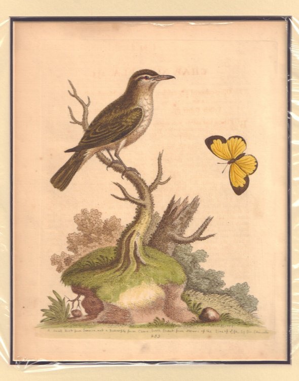 A Small Bird from Jamaica, and a Butterfly from China