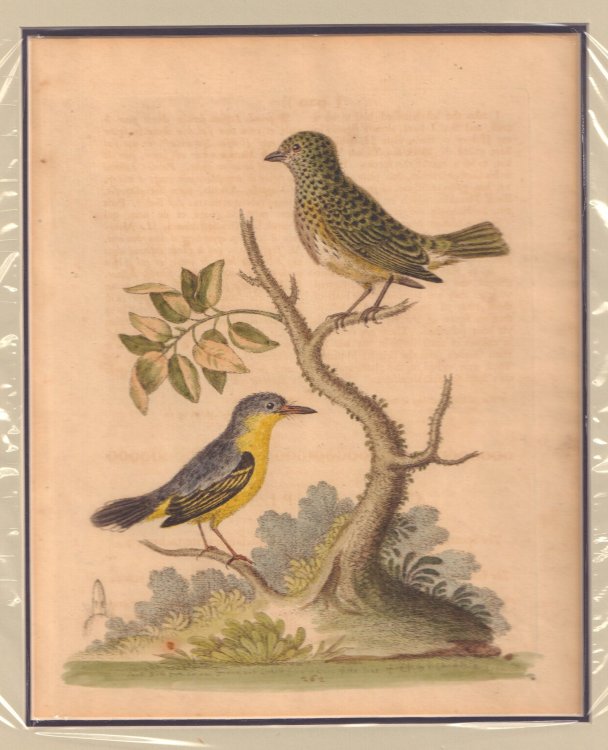 Small Birds from Surinam
