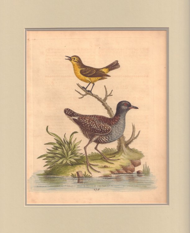 Small Birds from Jamaica