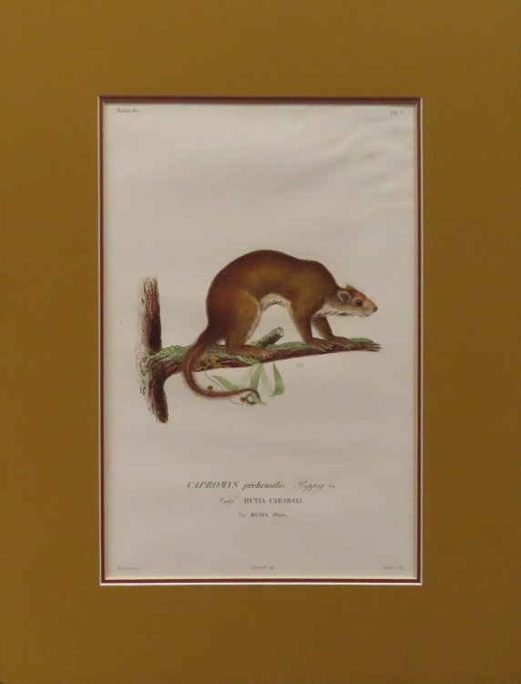 Mammalia, Tab. V - CAPROMYS prehensilis [plate from Historia fisica, politica y natural de la isla de Cuba]