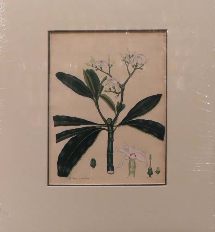 Plate 130 [CXXX] - Cerbera Undulata; from The Botanist's Repository, for New and Rare Plants containing coloured figures of such plants, as have not hitherto appeared in any similar publication ; with all their essential characters, botanically arranged after the sexual system of the celebrated Linn