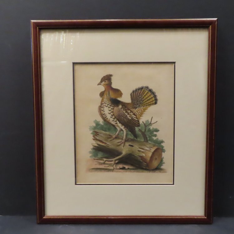 A Species of the Heath-cock, or Grous, from Pensilvania, where it is called a Pheasant