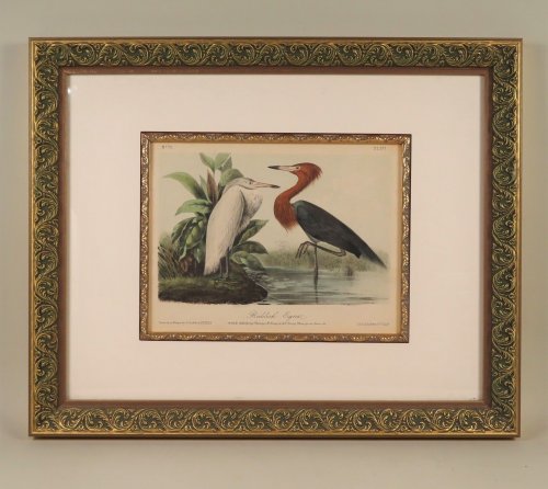Plate 371, No. 75, Reddish Egret, Adult, full Spring Plumage. Young in full Spring Plumage two Years old.