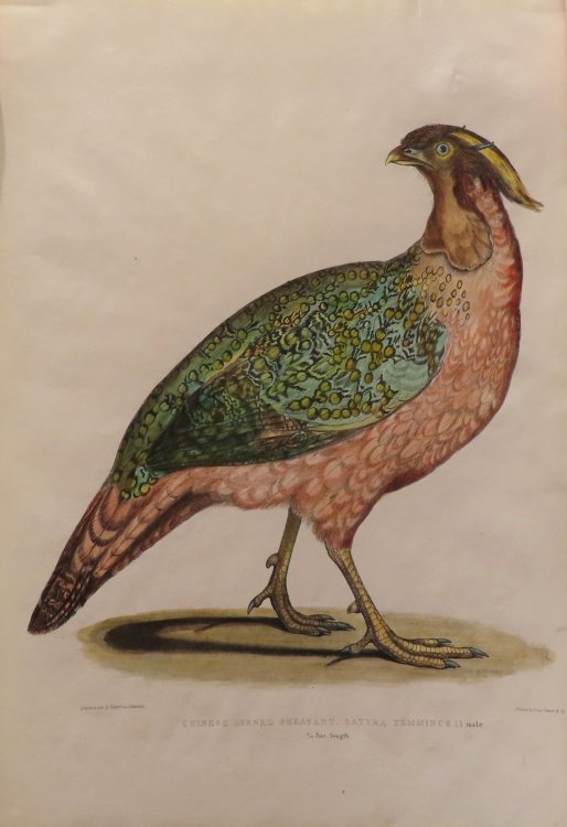 Chinese Horned Pheasant, Satyra Temminckii. 3/4 Nat. length