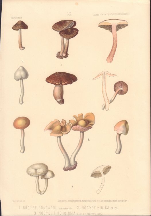 Inocybe bongardii, Inocybe hiulca, & Inocybe tricholoma mushrooms print from Icones selectae Hymenomycetum Hungariae