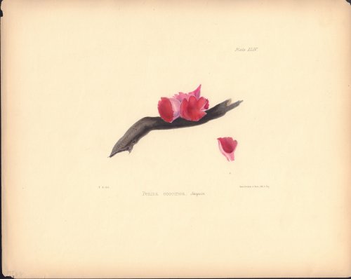 Peziza coccinea mushroom print from Illustrations of British Mycology