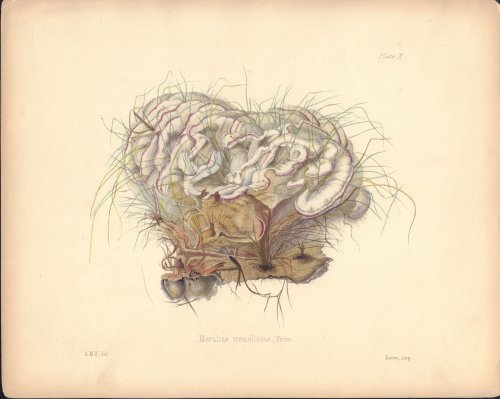 Merulius tremellosus mushroom print from Illustrations of British Mycology