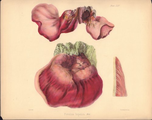 Fistulina hepatica (beefsteak fungus) mushroom print from Illustrations of British Mycology