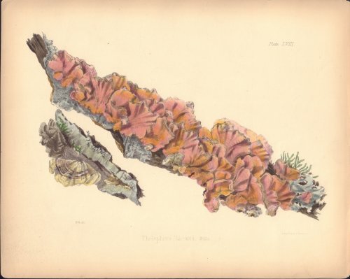 Thelaphora hirsuta mushroom print from Illustrations of British Mycology