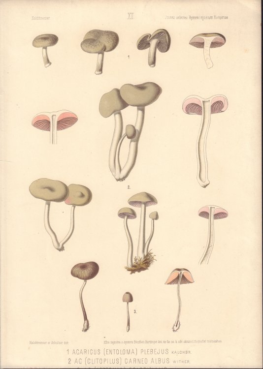 Agaricus plebejus & Clitopilus carneo-albus mushroom print from Icones selectae Hymenomycetum Hungariae