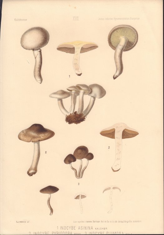 Inocybe asinina, Inocybe pyriodora, & Inocybe plumosa mushrooms print from Icones selectae Hymenomycetum Hungariae