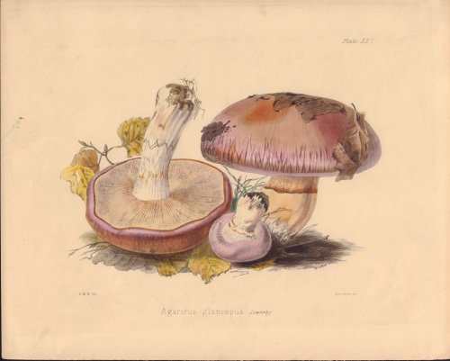 Agaricus glancopus mushroom print from Illustrations of British Mycology