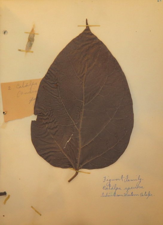 Original Autographed Notebook of Flora with Illustrations and Specimens