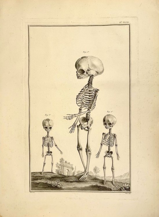Plate XXVII from Traite d'Osteologie tous les os de l'Adulte & du Foetus.