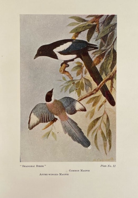 Shanghai Birds: A Study of Bird Life in Shanghai and the Surrounding Districts.