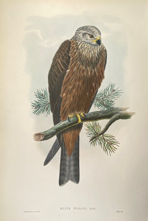Milvus Migrans- Black Kite
