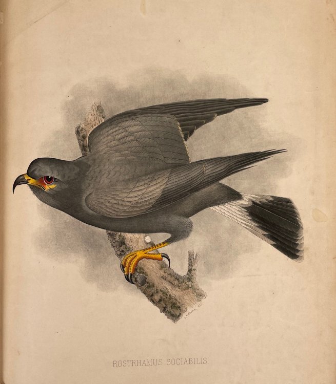 The Birds of Florida Containing Original Descriptions of Upwards of Two Hundred and Fifty Species with Notes Upon Their Habits.