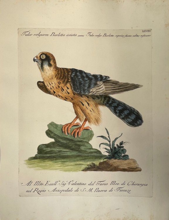 Manetti - Falcon No. 48