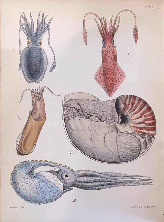 A Popular History of the Mollusca; Comprising a Familiar Account of their Classification, Instincts, and Habits, and of the Growth and Distinguishing Characters of their Shells.