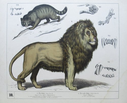 Naturhistorischer Atlas zum Gebrauch beim Unterricht. Saugethiere. 30 Tafeln nach der Natur und nach ausgestopften Exemplaren gezeichnet.