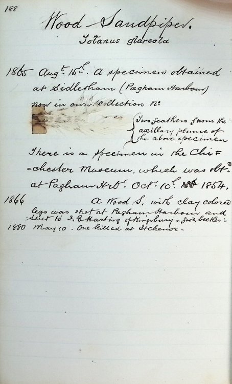 19th century English birding notebook from the collection of H. Bradley Martin