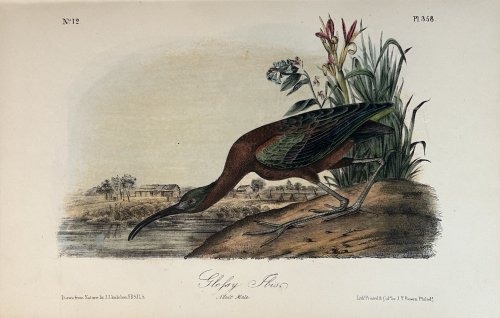Glossy Ibis